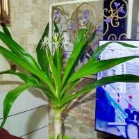 گل  ذرتی بزرگ کلاسیک کلکسیونی