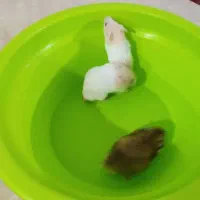 همستر نازنازی|موش و خرگوش|مشهد, گاز|دیوار