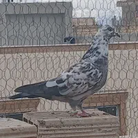 کبوتر شکار|پرنده|مبارکه, |دیوار