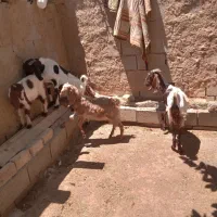 سلام‌۲‌عدد‌جاوش‌‌پاکستانی‌نجات‌یا۲‌قلو‌یا‌۳‌