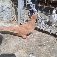 ماده زرد نر سرته انتیک