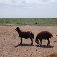 میش بره درشت