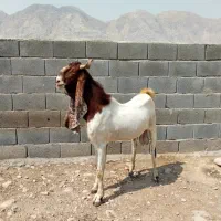 فروش پازن پاکستانی اصل