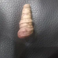 عرج سواحل بحری