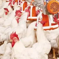 کارشناس مرغ مادر