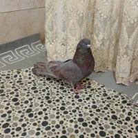 تهرانی نوک ریز بی عیب