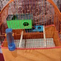 قفس|لوازم جانبی حیوانات|بندر کنگان, |دیوار