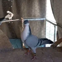 کفتر بزک کرواتی ساده کلاغ دم سار آلمانی زردکارال