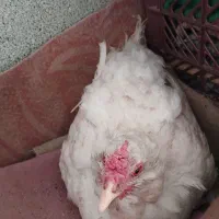 مرغ گلین کرچ