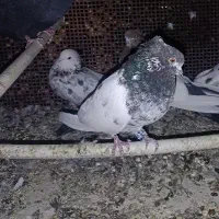 کلدم تیره قدیم