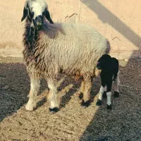 شیشک بره دار