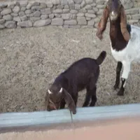 2شاه بز پاکستانی فروشی با5بزغاله 4تانر1ماده|حیوانات مزرعه|بردسکن, |دیوار