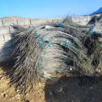 فروش سیم گالوانیزه تونلی|عمدهفروشی|دره رود, |دیوار