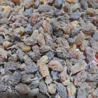 کشمش سبز فوق العاده خوشمزه با کیفیت