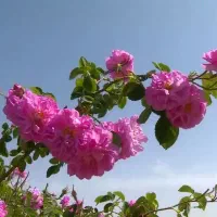 فروش نهال گل محمدی کاشان نژاد اصیل دمشقی