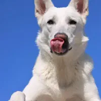 واگذاری ژرمن سفید