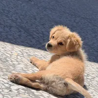 نرو ماده بازی گوش|سگ|زرقان, |دیوار