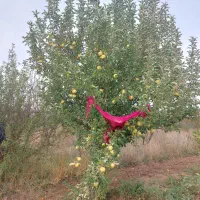 خانه-باغ-دشت-بیلو