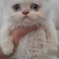 واکذاری بچه گربه پرشین