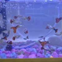 ماهی کپی گوپی