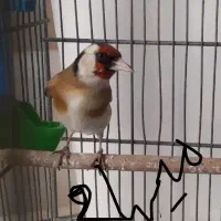 سهره،قفس پایه دار آنتیک معاوضه با سهره