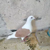 کبوتر پلاکی گرددار