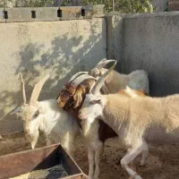 حیوانات