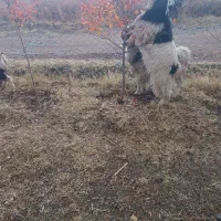 سه راس بزغاله