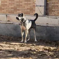 سگ نگهبان