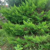 کاج|گل و گیاه طبیعی|چالوس, |دیوار