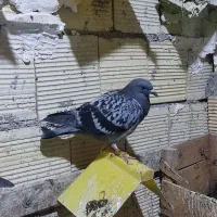 جوجه پلاکی|پرنده|شوشتر, |دیوار