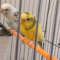 فروش جفت مرغ عشق