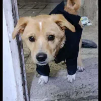 سگ اشپیتس پامریان|سگ|محمدیه-قزوین, |دیوار