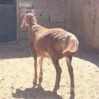 بره نر