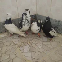 پنج تا رنگی
