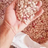 لوبیا چیتی|خوردنی و آشامیدنی|نالوس, |دیوار