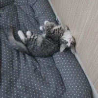 واگذاری دوتا پیشی زیبا