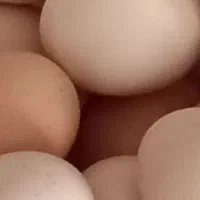 تخم مرغ نطفه دار تضمینی مولد شان  لهستانی وبرهما