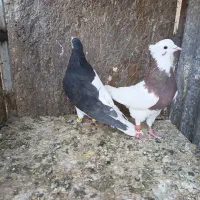 کفتر طوقی نر چپ نر
