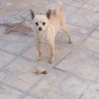 سگ ماده شی وا وا