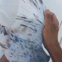 ساده هفرنگ گمشده|اشیا|مشهد, شهید بهشتی|دیوار