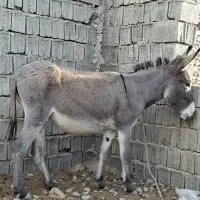 چن عدد ماده خر