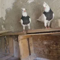 پلاکی،طوقی