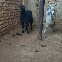 یبر بزغاله بز ابستن و بزغاله دار