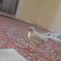 جوجه خروسه ماشینی ۲ ماهه