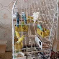 مرغ عشق مولد