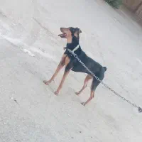 سگ دوبرمن|سگ|کرمانشاه, |دیوار