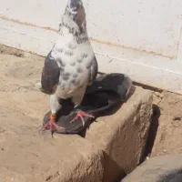 کفتر نر|پرنده|کوهدشت, |دیوار