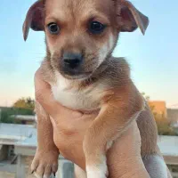 سگ پاکوتاه توله