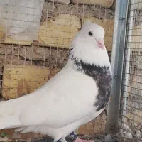 . طوقی فوق درشت